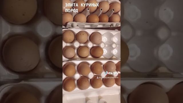 Распаковка инкубационного яйца Брама Изабель.