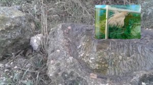 05 советов - выпуск 6. Цихлиды для 50л. Пена в аквариуме. Коряга. Аквариумные удобрения.