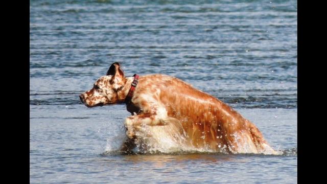 Слайд-шоу. Рай для орнитолога. Кулики и вальдшнепы, орлы и цапли. смотреть онлайн