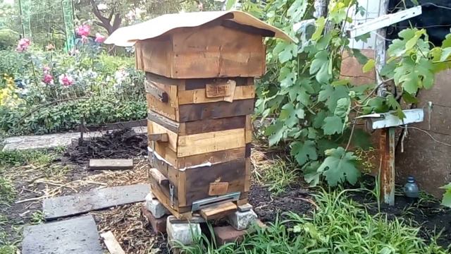 Большое разочарование. Посаженный накануне рой слетел. Какие причины? Пчелы с ноля в ульях Варрэ. смотреть онлайн
