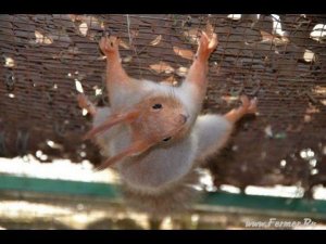 Белки в питомнике  ДонЗоо