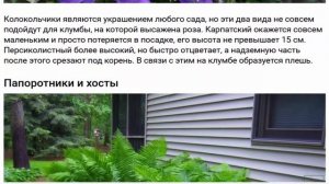 Какие цветы не стоит сажать рядом с розами?