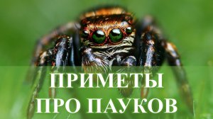 ПРИМЕТЫ ПРО ПАУКОВ, ЛИЧНАЯ ПОДБОРКА КАРИНЫ ТАРО.