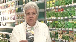 Голова садовая - Всё о Скорцонере лечебной