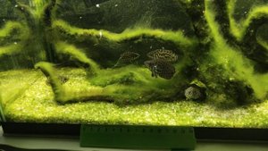 Ктенопома леопардовая. Кормежка.