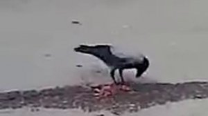 Ворона   забила крысу   и  жрет  ее