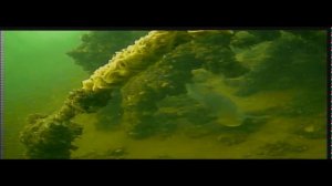 ЯЗЬ ПОДВОДНАЯ  СЪЕМКА