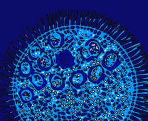 РАЗМНОЖЕНИЕ КОЛОНИАЛЬНЫХ ОРГАНИЗМОВ