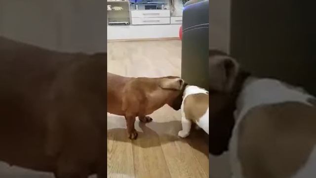 Лучшие друзья. Джек Рассел игрант с Таксой смотреть онлайн