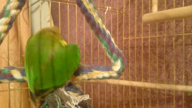 Неразлучник 🙈 РЖАЧ смотреть онлайн