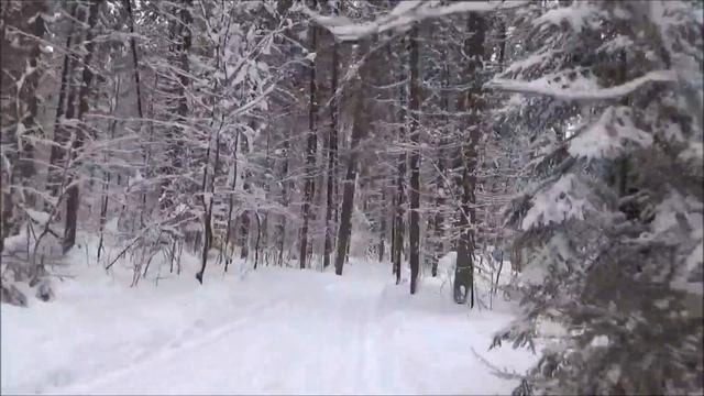 Лыжная прогулка в лесу. смотреть онлайн