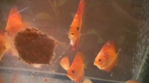 Дискусы Краснодара. Кормление, содержание дискусов, мальков и взрослых.