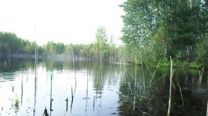 Ловля карася на Шатурских торфяниках