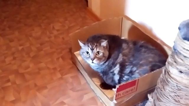 My cat meow. Кошка мяучит и рычит. смотреть онлайн