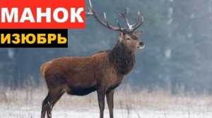 ?ЗВУК (ГОЛОС) ИЗЮБРЬ НА РЕВУ