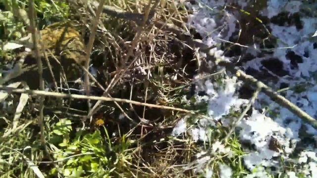 Размножение йошты смотреть онлайн