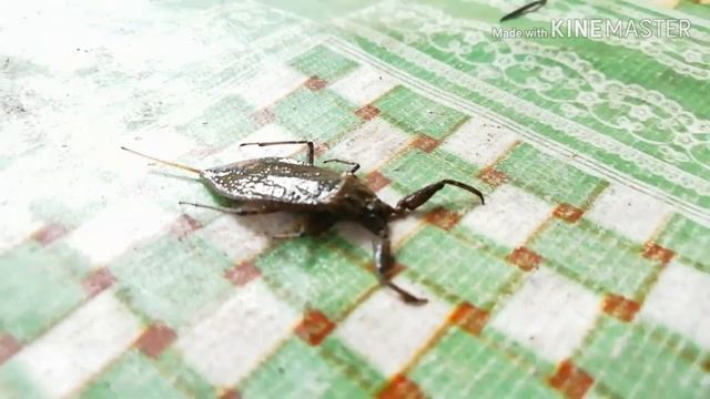 Водяной скорпион. Содержание и питание смотреть онлайн