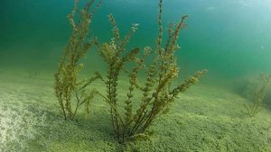 Земля - Тюрьма Для Душ. Иллюзия Или Реальность.