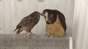 Совы Зебра и Горилла чешут друг другу перья