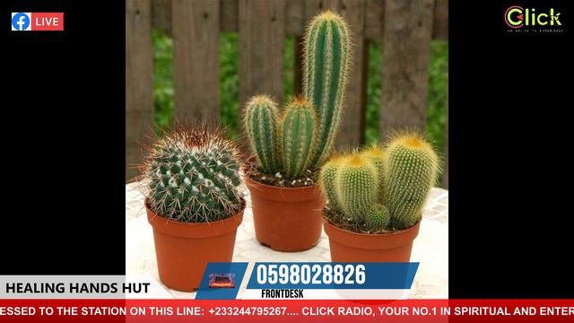 SPIRITUAL AND PHYSICAL USES OF CACTUS AND ITS EFFECTS смотреть онлайн