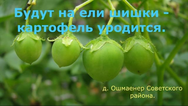 Марийские народные приметы. Часть 6.Все про картофель. смотреть онлайн