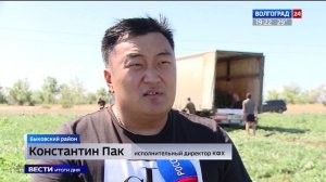 Быковские арбузы отправились на столы россиян