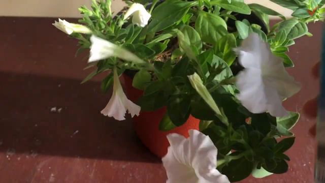 Paano Mapatay Ang Mga Aphids sa Tanim lalo na sa Petunia смотреть онлайн