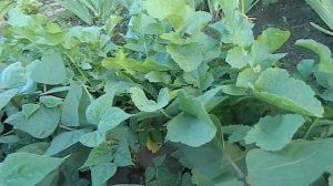 Огород в условиях жаркого и засушливого лета на Алтае