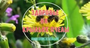 Видеопрезентация «Здоровье на крыльях пчелы» (12+)