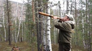 Прогулка с манком на изюбря