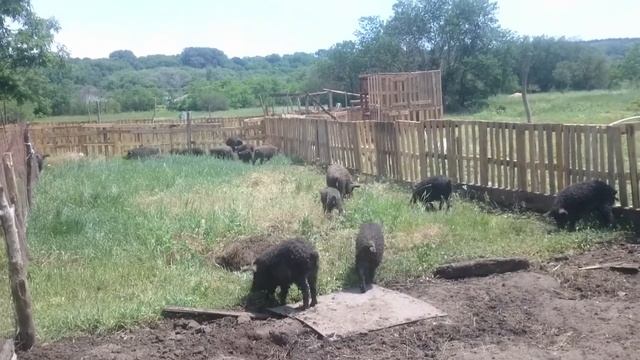 Переселение венгерской мангалицы в новые загоны// Что делать если свиньи сбежали? смотреть онлайн