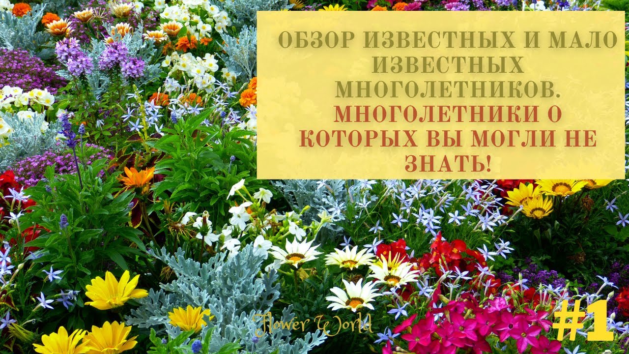 Обзор известных и мало известных многолетников. Многолетники о которых вы могли.