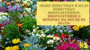 Обзор известных и мало известных многолетников. Многолетники о которых вы могли.
