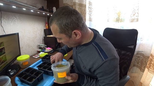 Микрозелень Сеем амарант , люцерну и редис рэд коралл смотреть онлайн