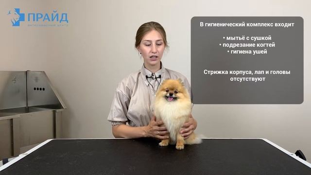 Груминг шпица  Полный комплекс