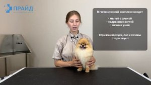 Груминг шпица Полный комплекс