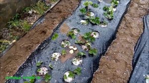 Поздняя посадка клубники? на улицу осенью//Азия, Сенсация, Королева Елизавета 2