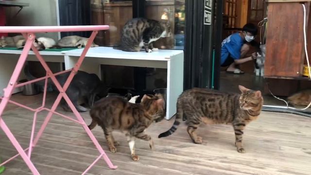 Korean cat café !!! Date with Korean boyfriend. смотреть онлайн