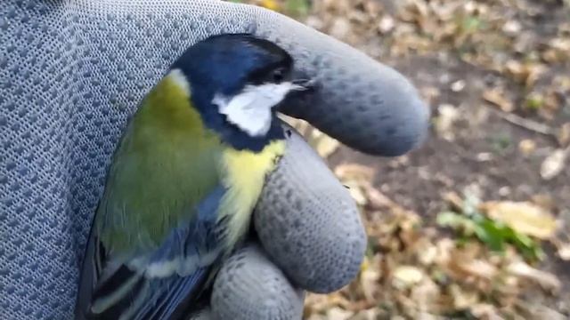 Лучше Синица в руках чем Ёж в 2020 10 08 смотреть онлайн