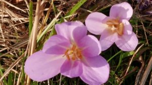 zimowit jesienny  -  Colchicum autumnale