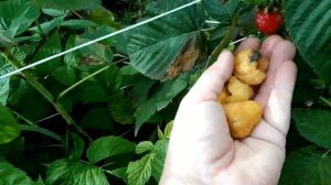 ремонтантная малина Жёлтый гигант