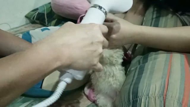 Pet Grooming Dryer Unboxing & Review (from Shopee) || Keentv? смотреть онлайн