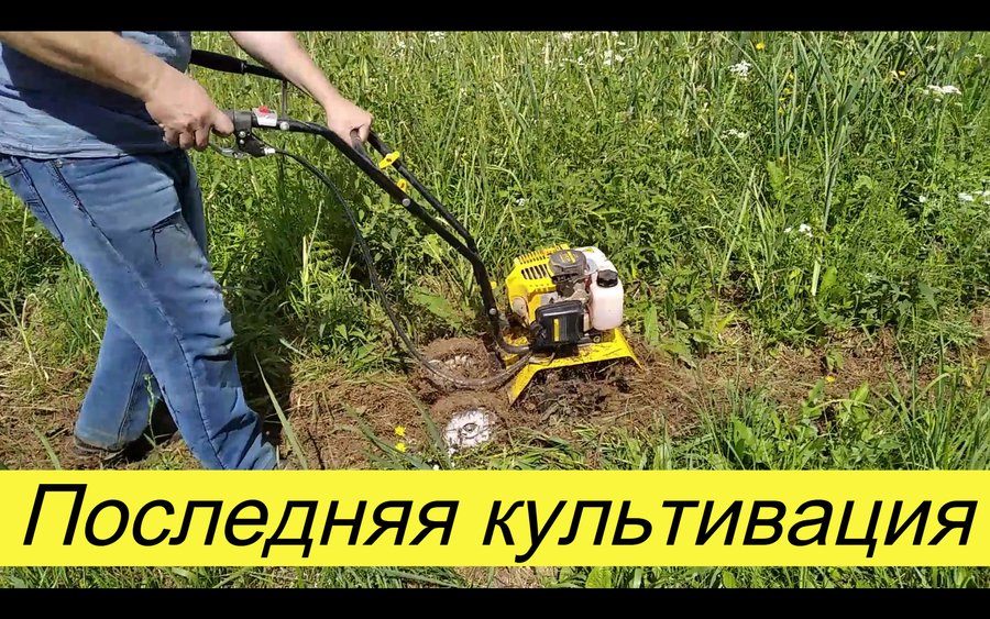 Неудавшаяся культивация чеснока