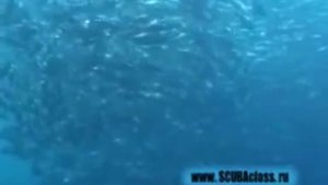 Дайвинг в Индонезии