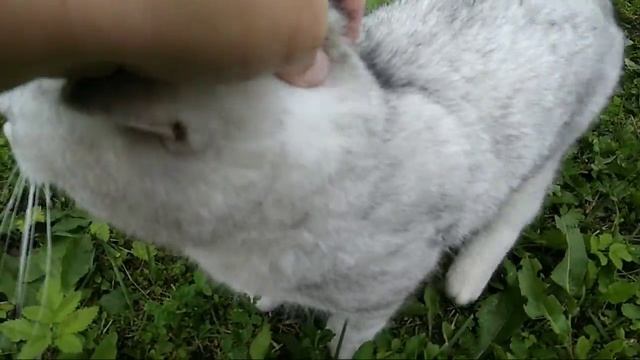 Как приручить кота. В главной роли Кот Басик.