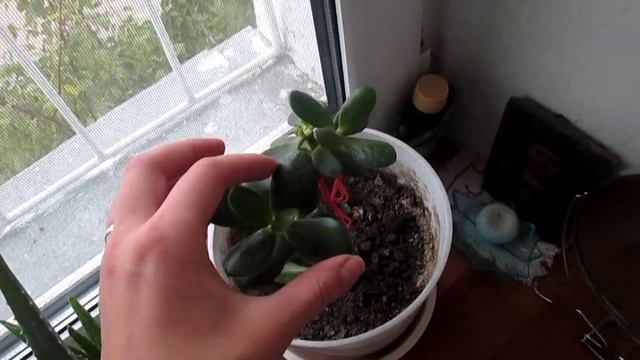 Мини ВЛОЖИК. Перестановка в комнате, снова цветы. смотреть онлайн