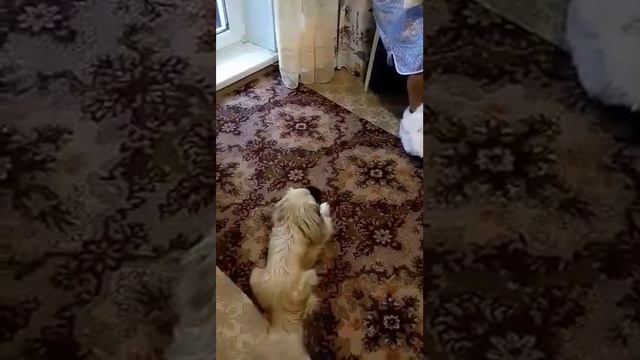 Щенок говорит мама))) смотреть онлайн