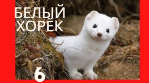 топ10животных из красной книги