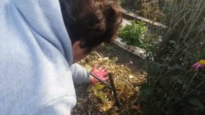 КЛЕМАТИСЫ! Обрезка и укрытие клематисов на зиму!?