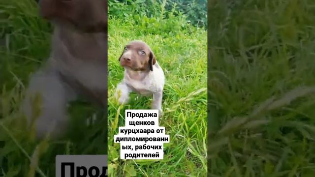 #щенки #щенкикурцхаара #продажащенков #купитьщенка #купитьщенкакурцхаара #собакадляохоты